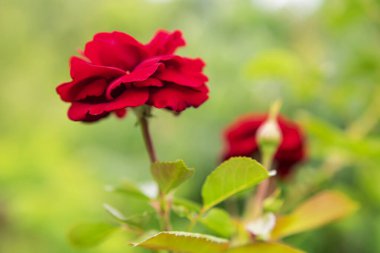 Yeşil arka planda kırmızı gül.