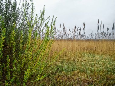     İlkbaharın başlangıcı. İlkbaharın başlarında söğüt çiçekleri açar.                           