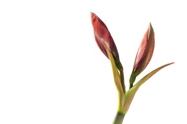  Beyaz arka planda güzel kırmızı Amaryllis..