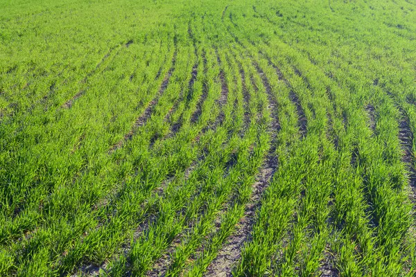 Kış buğdayının ilk bahar filizleri.