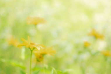  Yeşil çimenli ve sarı çiçekli güzel bir bahar arkaplanı.