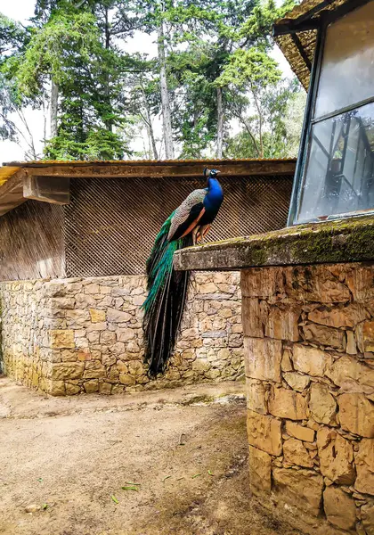 Cascais. Portekiz. Atlantik Okyanusu kıyısı. Şehir parkında Tavuskuşu.