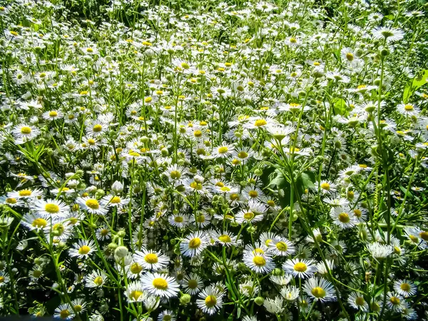     Baharın başlangıcı. Çiçekli beyaz papatyalar..                           