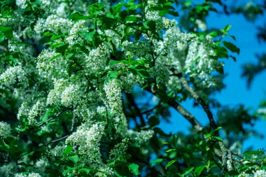 Baharda beyaz kokulu kiraz çiçekleri..