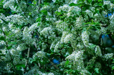 Baharda beyaz kokulu kiraz çiçekleri..