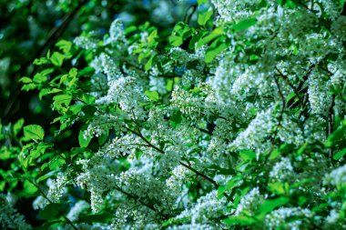Baharda beyaz kokulu kiraz çiçekleri..