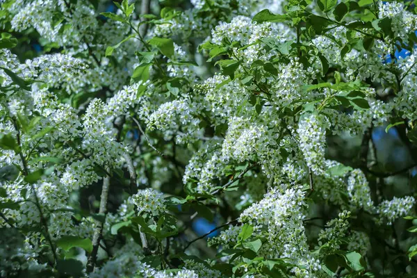 Baharda beyaz kokulu kiraz çiçekleri..