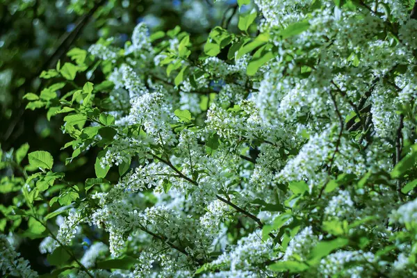 Baharda beyaz kokulu kiraz çiçekleri..
