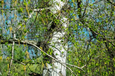 Baharda beyaz bir huş ağacının gövdesine yakın çekim.
