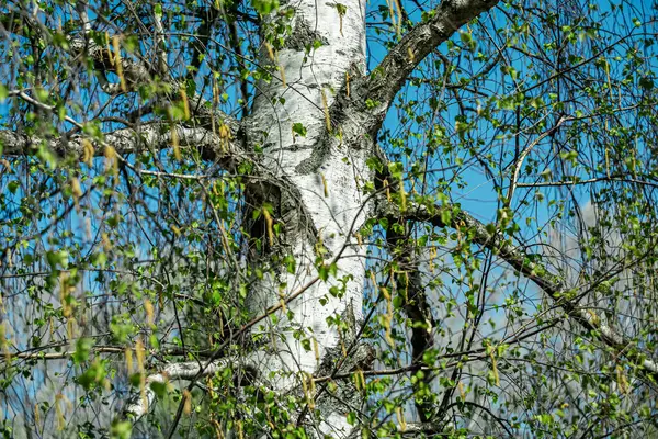 Baharda beyaz bir huş ağacının gövdesine yakın çekim.