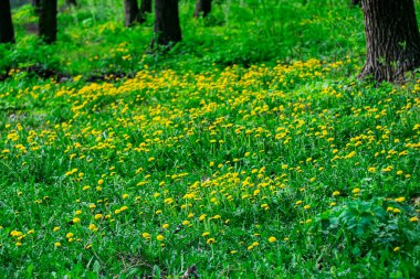 Baharın başında ormanda sarı karahindiba.