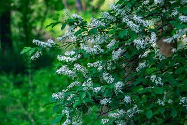  Baharda beyaz kokulu kiraz çiçekleri..