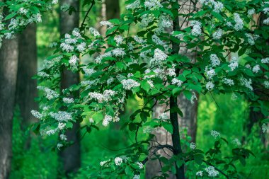  Baharda beyaz kokulu kiraz çiçekleri..