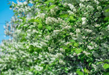 Şehir parkında beyaz kokulu kuş kirazı.