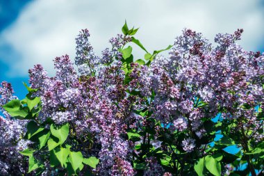  Mavi gökyüzüne karşı güneş ışığında parlak mor leylaklar.