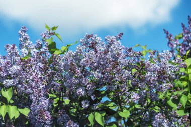 Mavi gökyüzüne karşı güneş ışığında parlak mor leylaklar.