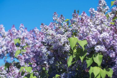Mavi gökyüzüne karşı güneş ışığında parlak mor leylaklar.