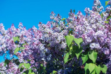 Mavi gökyüzüne karşı güneş ışığında parlak mor leylaklar.