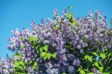 Mavi gökyüzüne karşı güneş ışığında parlak mor leylaklar.