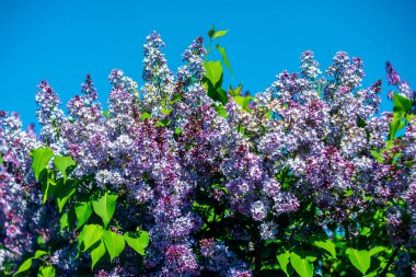Mavi gökyüzüne karşı güneş ışığında parlak mor leylaklar.