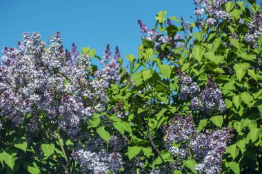 Mavi gökyüzüne karşı güneş ışığında parlak mor leylaklar.