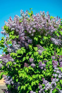 Mavi gökyüzüne karşı güneş ışığında parlak mor leylaklar.
