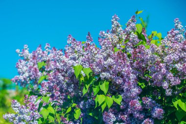 Mavi gökyüzüne karşı güneş ışığında parlak mor leylaklar.
