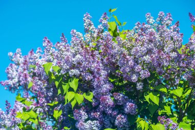 Mavi gökyüzüne karşı güneş ışığında parlak mor leylaklar.