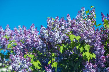 Mavi gökyüzüne karşı güneş ışığında parlak mor leylaklar.