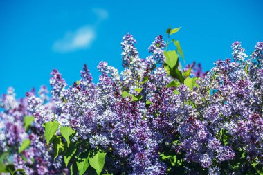 Mavi gökyüzüne karşı güneş ışığında parlak mor leylaklar.