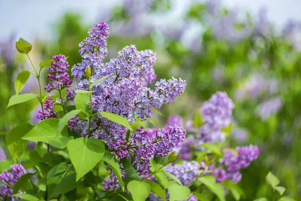 Bokeh efektli bulanık bir arka planda bahar çiçekli leylak.