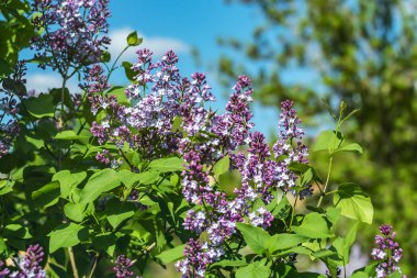  Mavi gökyüzüne karşı güneş ışığında parlak mor leylaklar.