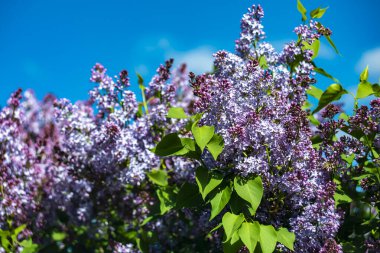  Mavi gökyüzüne karşı güneş ışığında parlak mor leylaklar.
