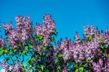  Mavi gökyüzüne karşı güneş ışığında parlak mor leylaklar.