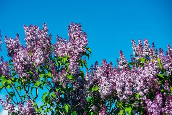  Mavi gökyüzüne karşı güneş ışığında parlak mor leylaklar.