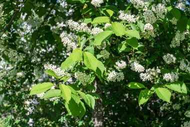  Şehir parkında beyaz kokulu kuş kirazı.