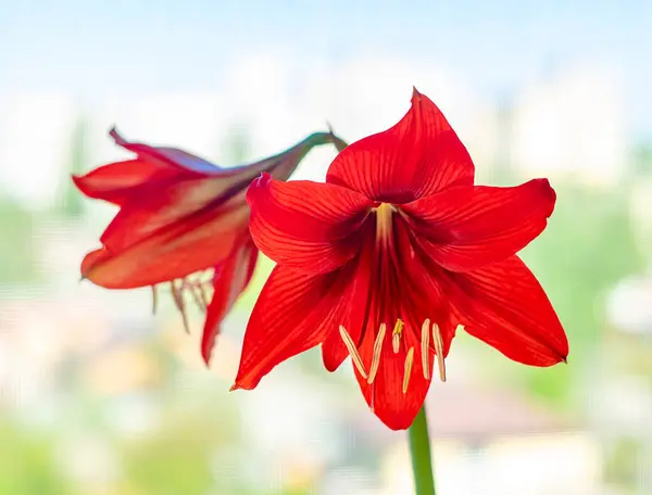 Bulanık pencere arkaplanındaki kırmızı ev çiçeği aryllis.