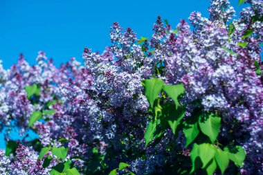 Mavi gökyüzüne karşı güneş ışığında parlak mor leylaklar.