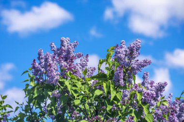  Mavi gökyüzüne karşı güneş ışığında parlak mor leylaklar.