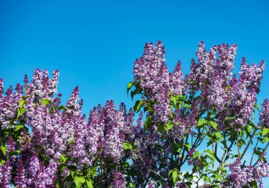  Mavi gökyüzüne karşı güneş ışığında parlak mor leylaklar.