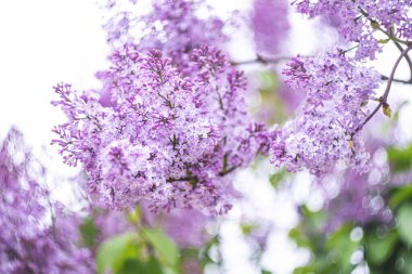 Bulanık bir arka planda parlak pembe bahar leylağının yakın çekimi.