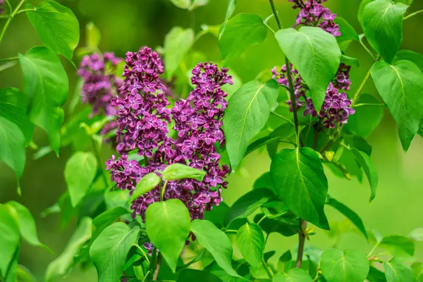 Parlak yeşil arka planda mor leylak.