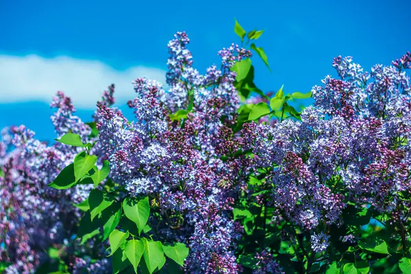  Mavi gökyüzüne karşı güneş ışığında parlak mor leylaklar.