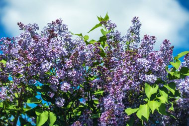 Mavi gökyüzüne karşı güneş ışığında parlak mor leylaklar.
