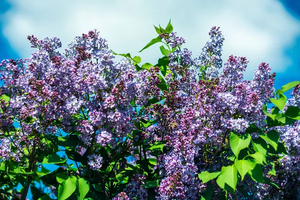  Mavi gökyüzüne karşı güneş ışığında parlak mor leylaklar.