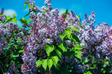 Mavi gökyüzüne karşı güneş ışığında parlak mor leylaklar.