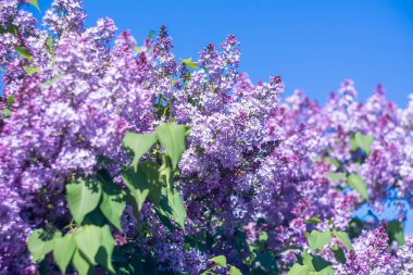  Mavi gökyüzüne karşı güneş ışığında parlak mor leylaklar.