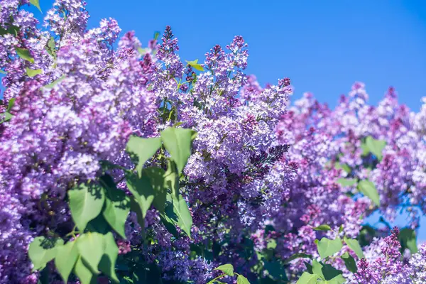  Mavi gökyüzüne karşı güneş ışığında parlak mor leylaklar.