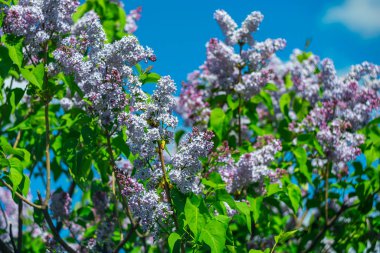 İlkbaharda mavi gökyüzünde leylak açar..