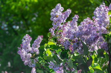 Bahar yeşili arka planda parlak mor leylak.